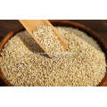 NEW CROP NATURAL AND HULLED SESAME SEED